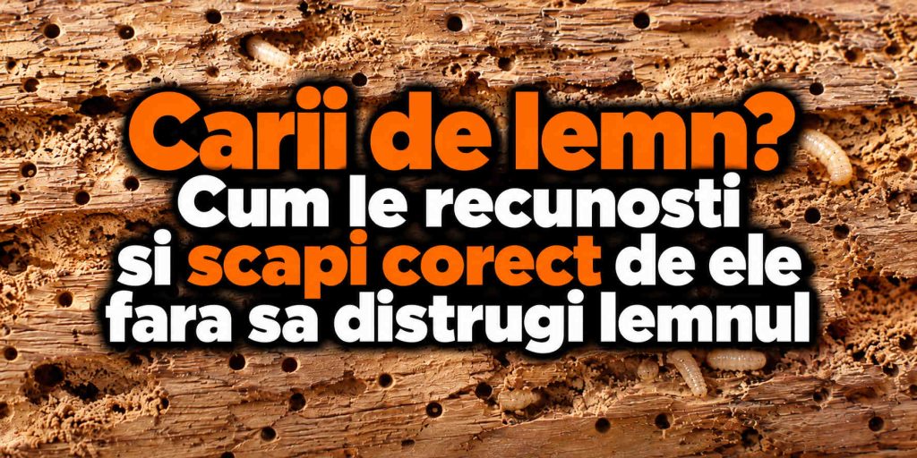 carii de lemn